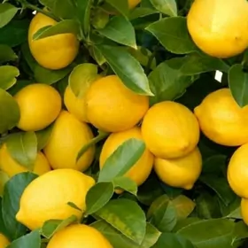 LIMON