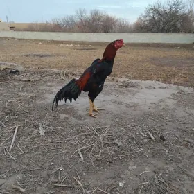 OZBEK HORAZ JÜJELER