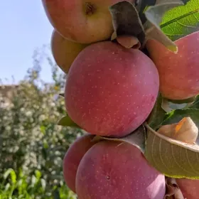 miweli sapma nahal bag