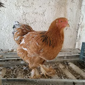 gigant brama ýumurtga