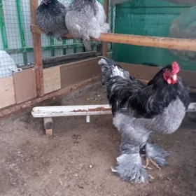 Brama Bulu ýumurtga