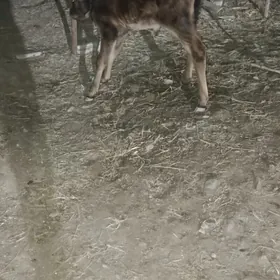 Göli sygyr dörtnji garny guzla