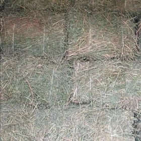 yorunja pires arassa