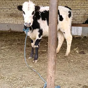 arassa gibrit unajyn