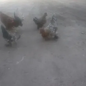 карлик макилер