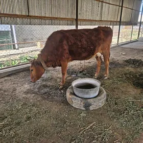 Богоз сыгыр