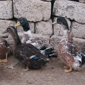 Ördek induk towuk gus jüje