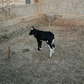 Göle oküzce Galyşteÿin