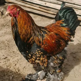 Brama Horazlar Arginal 