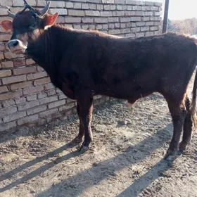 самиз окизлер