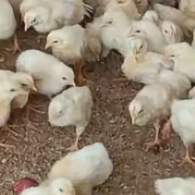 Adler towugyñ jùÿjeleri, жуйже