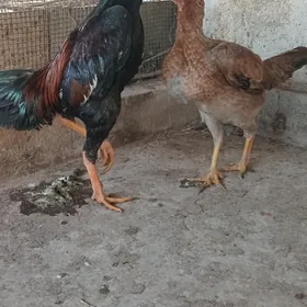 байсы хораз товык