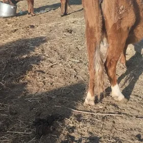 9саны топак сыгыр