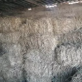 бугдай саман