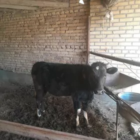 пародны унажын Герман митис