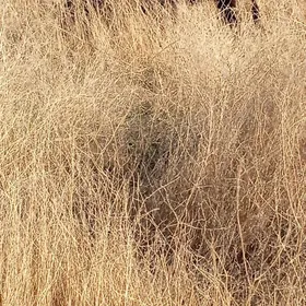 bogaz sygyr we öküz