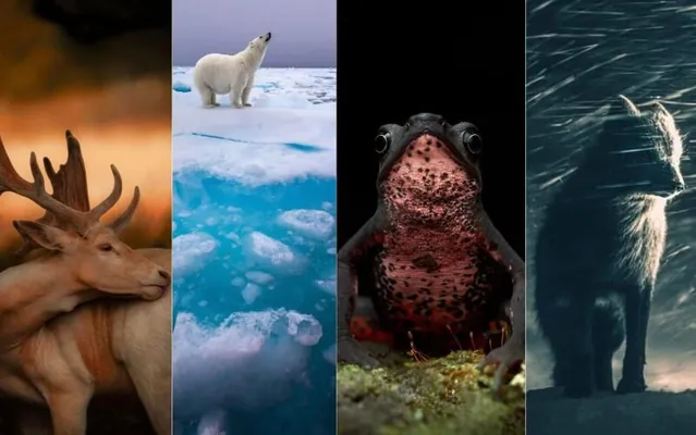 Sony World Photography Awards 2026 собрала более 430 тысяч работ со всего мира