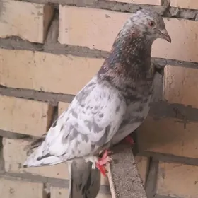 Kepderi.голубь