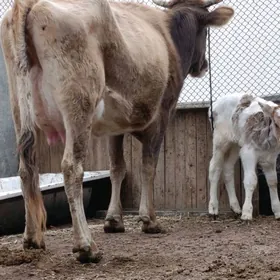 şwes tohum göleli sygyr