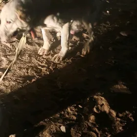 bogaz ganjyk turkmen it