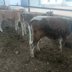 окузлер гачарлар