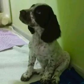 Щенки Русского Спаниеля