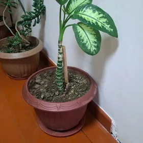 цветы комнатые