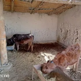 Гулажын голелер