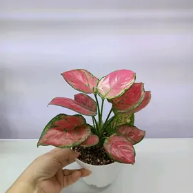 АГЛАОНЕМА ПИНК