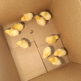 Adiler juje Legor juje