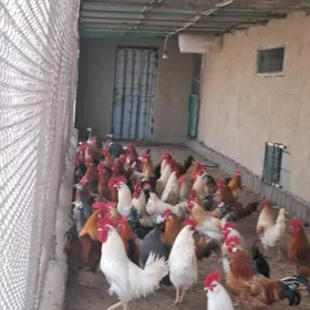 towuk horazy yasajyk