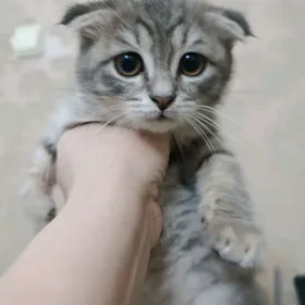 вислоухий котенок