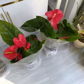 Мужское счястье