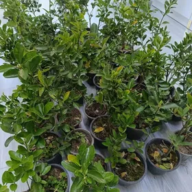 Вечно зелёные