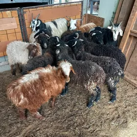 Türkmen Garaköl işşekler