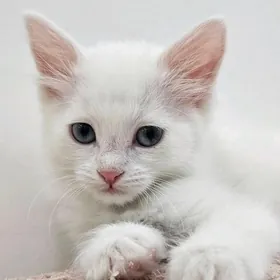 satlyk gowja pisikler