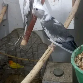 попугаи карэлла