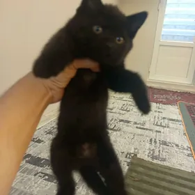 sotlanskiy paroda pisijek