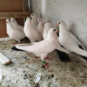 kepderi кепдери