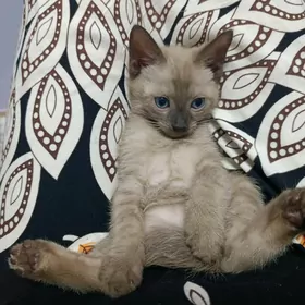 Сиамский Котенок