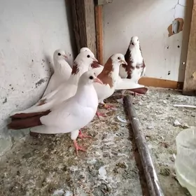 kepderi кепдери