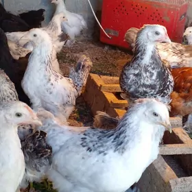 барма   жуже