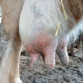 goleli suytlek sygyr