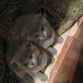 котятки,вислоухие шотландские