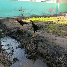 Taskent juje boytsowy