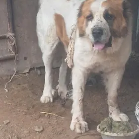 Tūrkmen. köpek  arasa