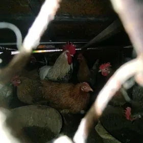 Horozlar ve towuklar