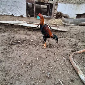 байсов хораз