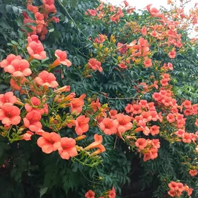 Campsis, Кампсис bag gül şitil