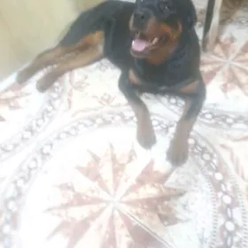 ротвейлер ищет пару